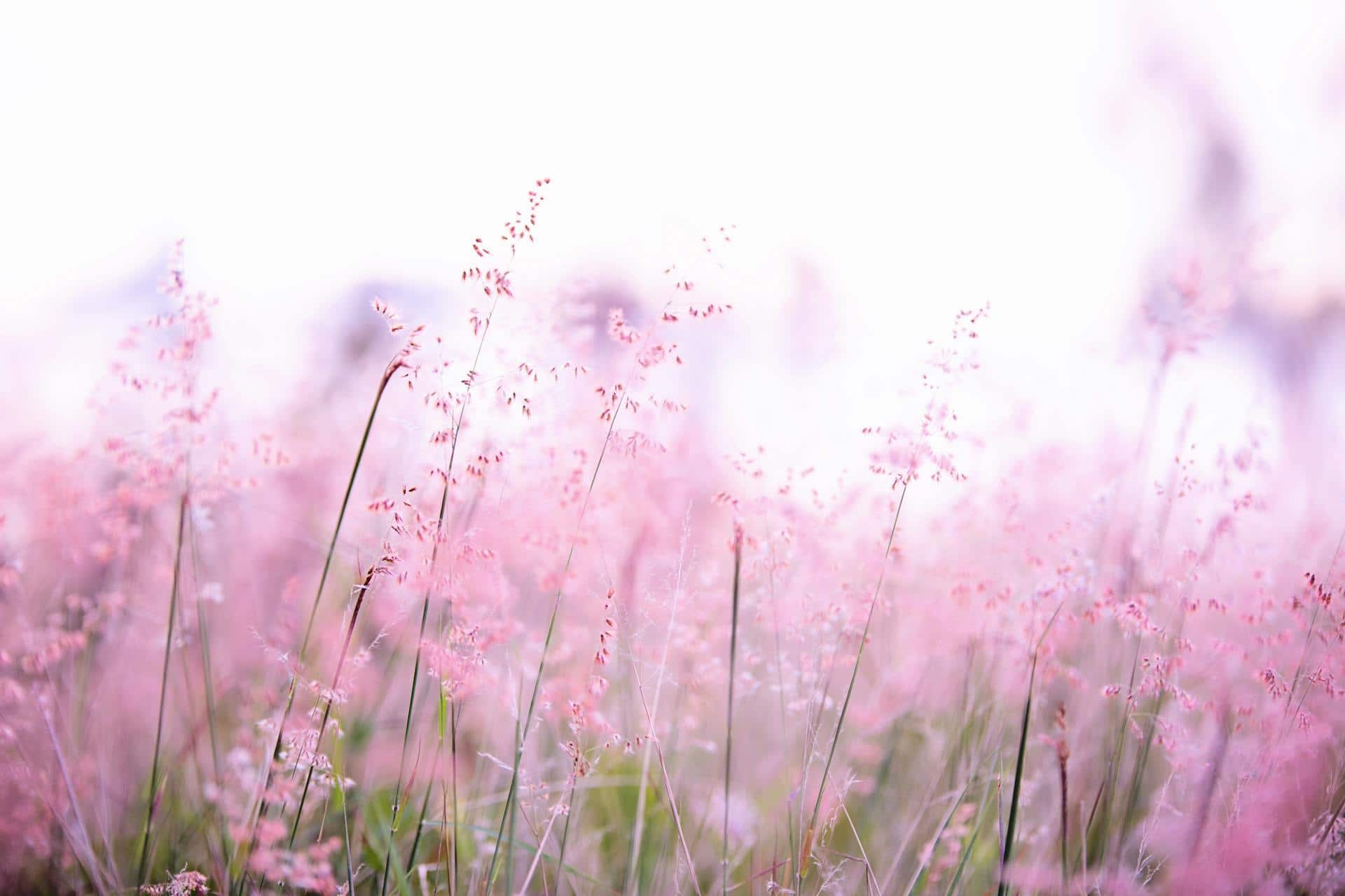 Flowers field